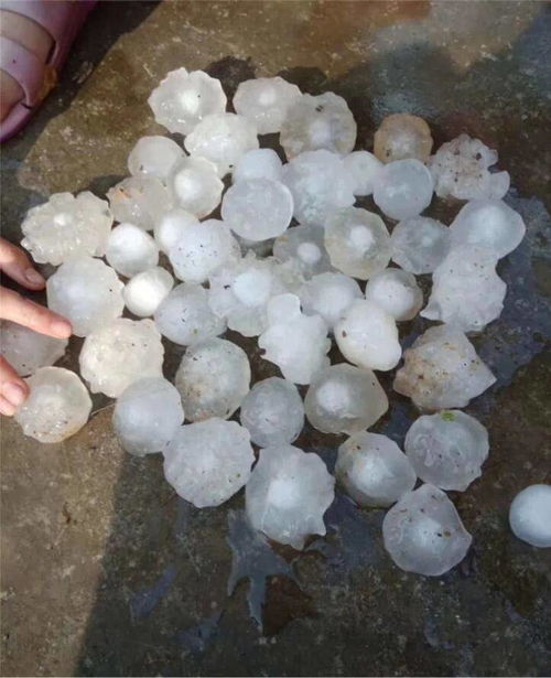 广西河池遭遇鸡蛋大冰雹，现场惨烈有狗被砸死！