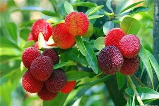 小杨梅妈妈回应寻女19年：因为她是女孩，我们更要去找她