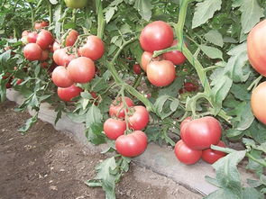 山东一株番茄苗长成树，年产6000斤！背后的故事让人惊叹