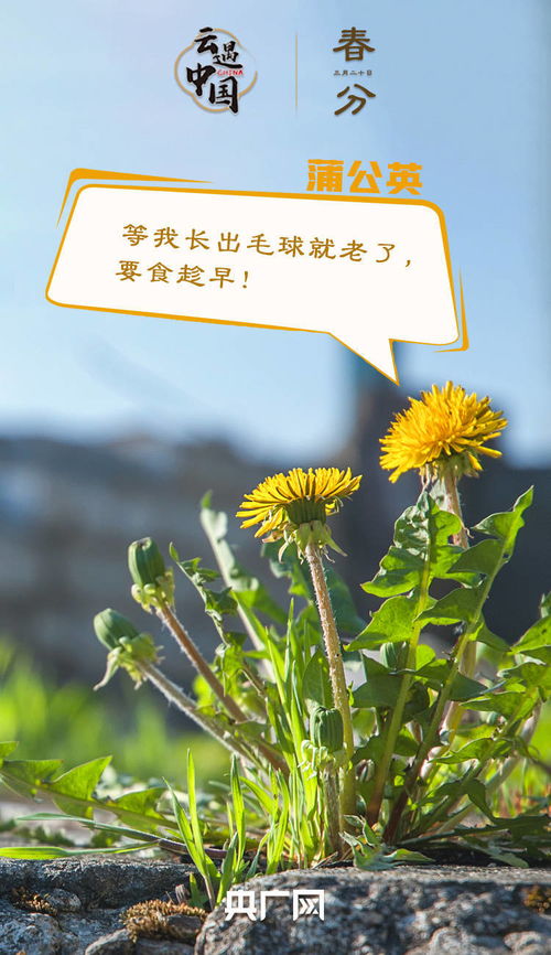 春有约，人不负：与春天的浪漫之约