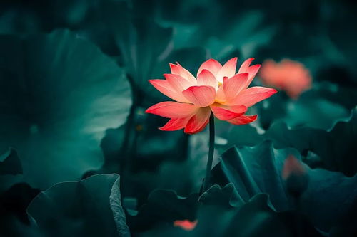 生如夏花，死如秋水——泰戈尔诗集《古檀迦利》30的感悟