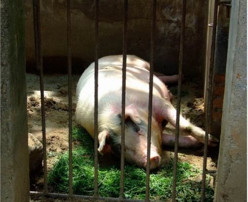 猪抬头要吃人？纯属谣言！揭开网络谣言的真相