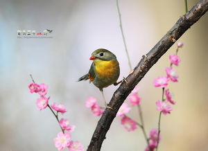 高速路隔音屏障成鸟类杀手？约40只红嘴相思鸟不幸遇难