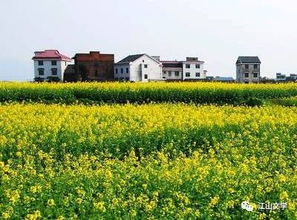 乡村的夏天：一段心灵回归的旅程