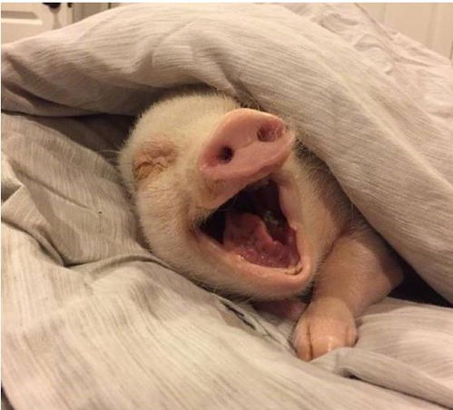 五一演出热潮：飞猪和摩登天空的惊喜大礼