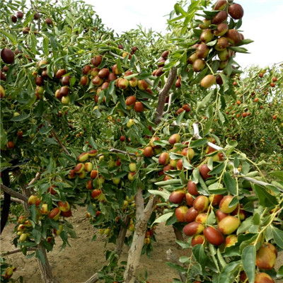 山东惊现2米高番茄树！单株年产6000斤，背后故事令人深思