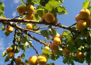 红楼梦演义205：肝脑涂地，兆姓赖保育之恩；功名贯天，百代仰蒸尝之盛