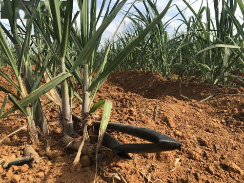 广西蔗农抗旱：一车水两三百块，甘蔗种植面临严峻挑战