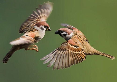 从一页开始翻阅世界：林清玄最后的微博与一生的启示