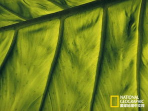 超高清下的树叶细节展示