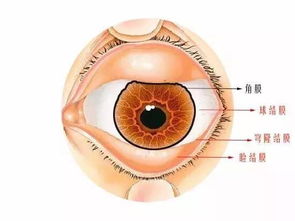 智能眼镜的内部结构展示