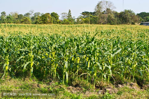 一片金黄的玉米田