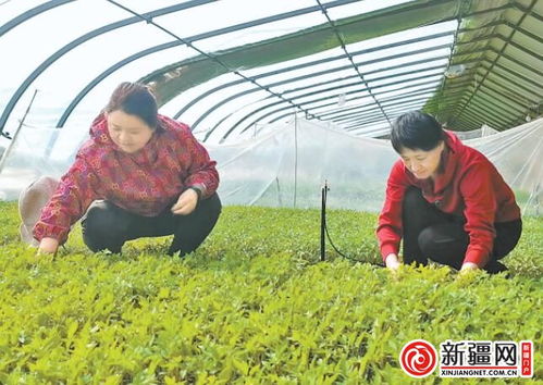 工作人员照料番茄树