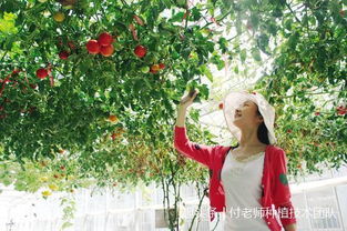 山东惊现2米高番茄树，单株年产6000斤！背后的故事太震撼