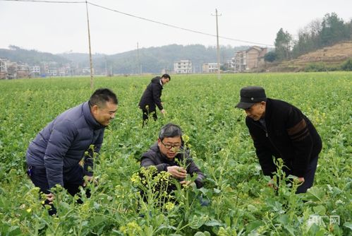 田间地头服务图片