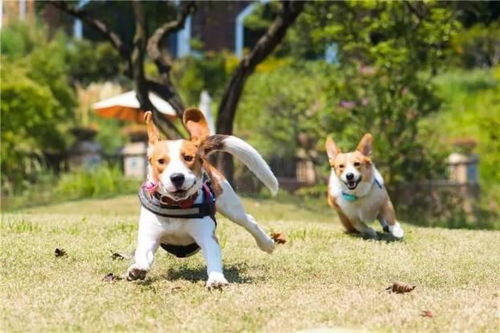 小狗和孩子一起玩