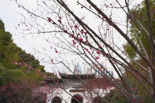 早春游望：杜审言的诗与心绪