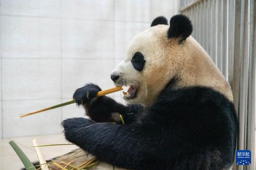 福宝再次进入假孕状态，背后的故事令人动容