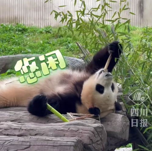 福宝在树荫下休息