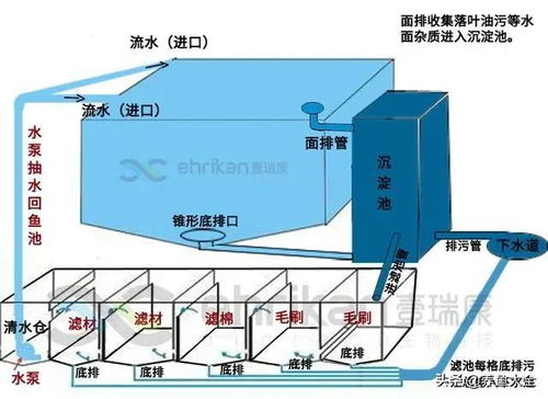 智慧鱼塘的未来：智能增氧控制如何改变水产养殖