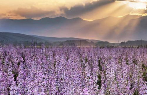 楸树花开，浪漫如诗的春天画卷