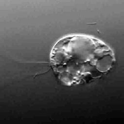 必看奇幻文！《变成单细胞后我该怎么办》：单细胞的逆袭进化传奇