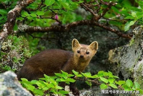 童年记忆：又是一年春来到之动物篇