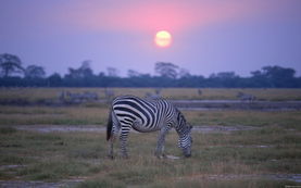 非洲草原上的野生动物群
