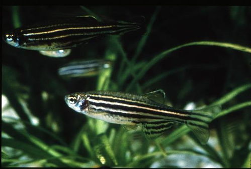 太空会让航天员基因突变？不实！真相在这里