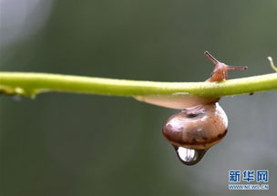 蜗牛壳与雨：一场心灵的邂逅