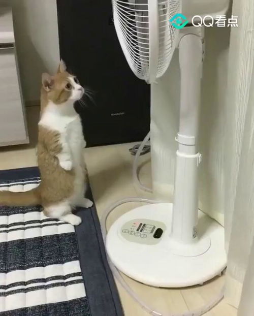 主人拔罐 猫咪误认奶嘴上前求喝：宠物与人类的奇妙互动