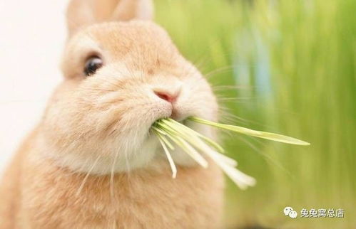 兔子正在吃草
