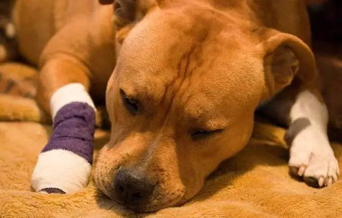 宠物狗受伤图片