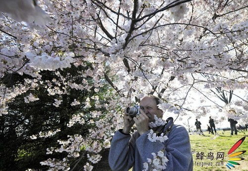 樱花盛开下的少女