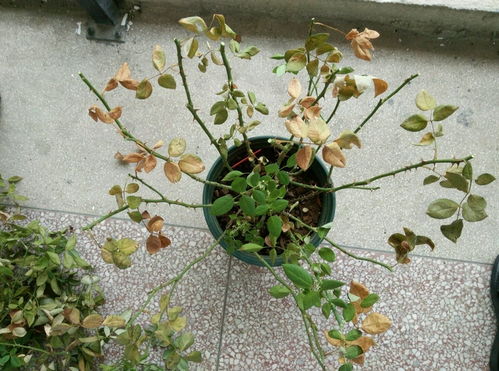 从光杆到繁花：上海阳台党纨扇月季的逆袭之路