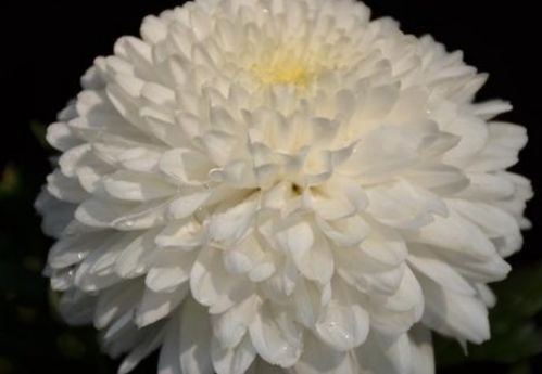 花开诗中：一场穿越千年的花与诗意之旅