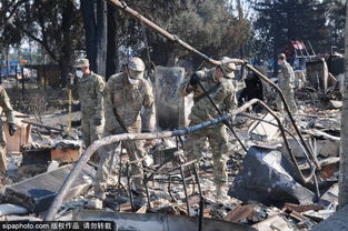 澳大利亚扑杀750只考拉背后：野火摧毁栖息地，为何不救助？还有其他选择吗？