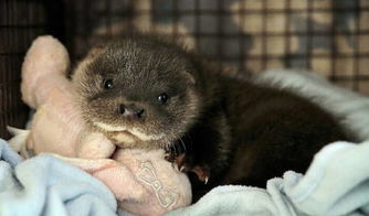 新加坡水獭“黑帮火并”背后：可爱外表下的战斗本能