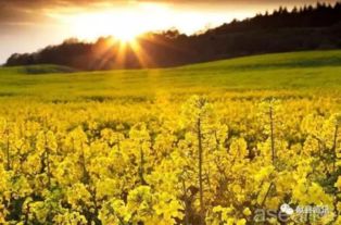 漆树村的诗：田园里的诗意人生