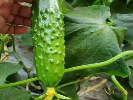 一位农民正在检查黄瓜