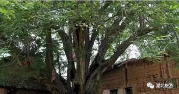 青檀树下的生命契约：一场跨越千年的守护与救赎