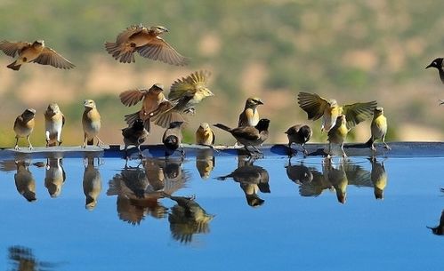 院子里的小鸟正在喝水