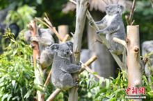 健康的考拉在桉树上悠闲地休息。