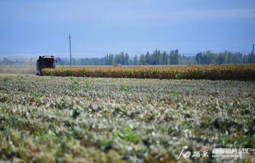 巴基斯坦农田需要充足水源灌溉