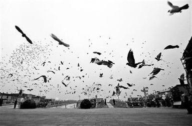 和平鸽飞向天空