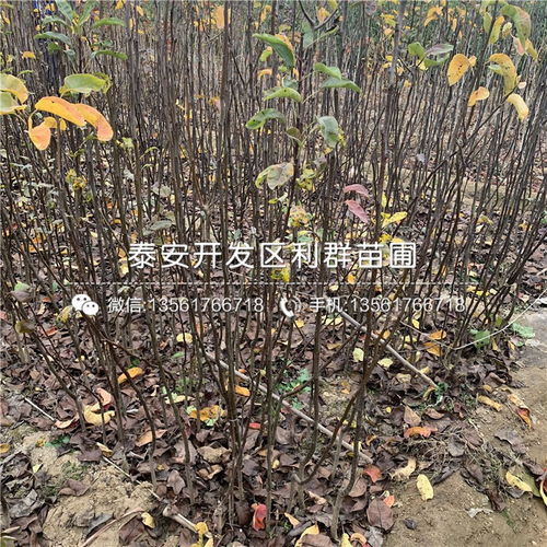 太空种子领养计划：我与宇宙的奇妙连接