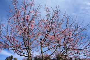 春天的旋律：分享一首关于春天的歌