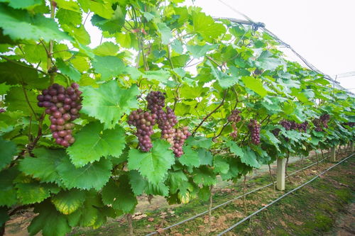 西岱岛干红葡萄酒：塞纳河畔的法国匠心，每一滴都是法兰西的浪漫