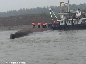 洪水无情，英雄无畏：高校保卫科长与中学校长的英勇事迹