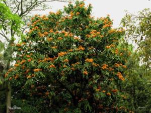 无忧树开花的场景